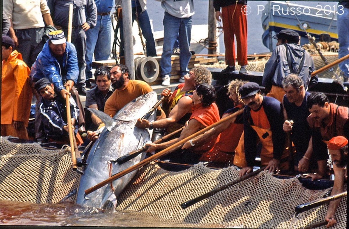 La Mattanza: Non una semplice pesca, ma un rito millenario