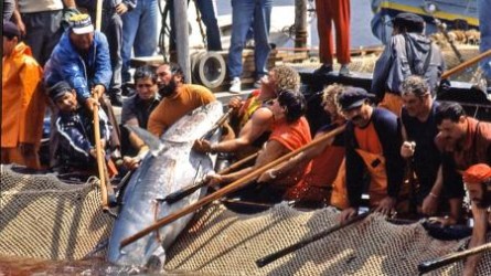 La Mattanza: Non una semplice pesca, ma un rito millenario
