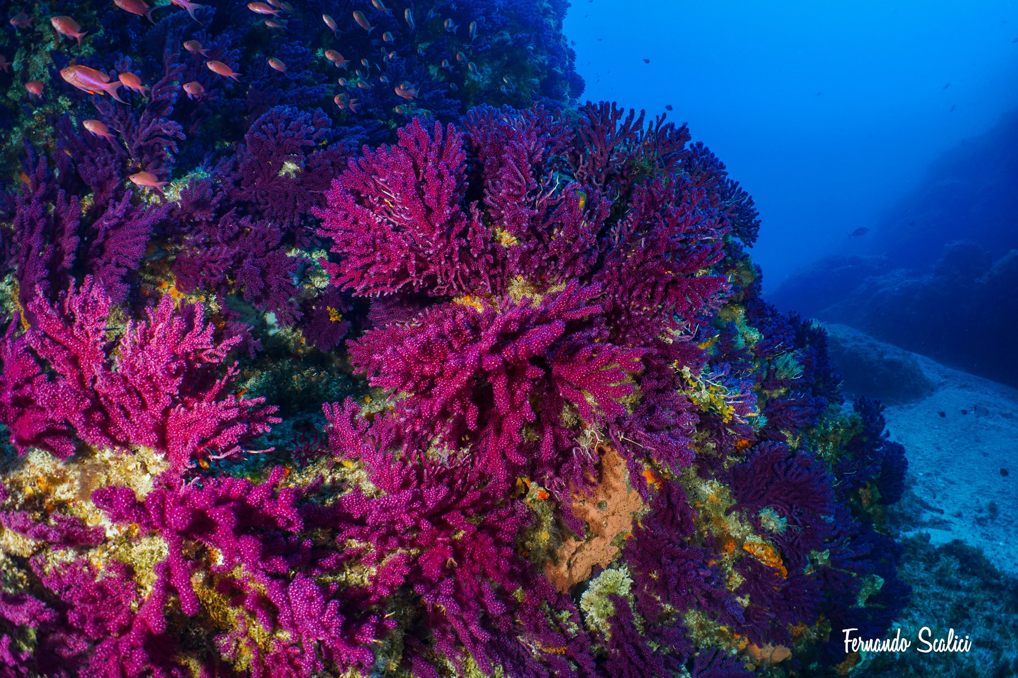 Marettimo Diving Center